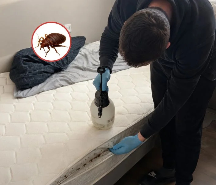 Technicien traitant un matelas contre les punaises de lit à Brou-sur-Chantereine